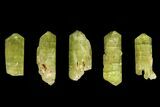 Five Yellow Apatite Crystals (over ) - Morocco #143085-1
